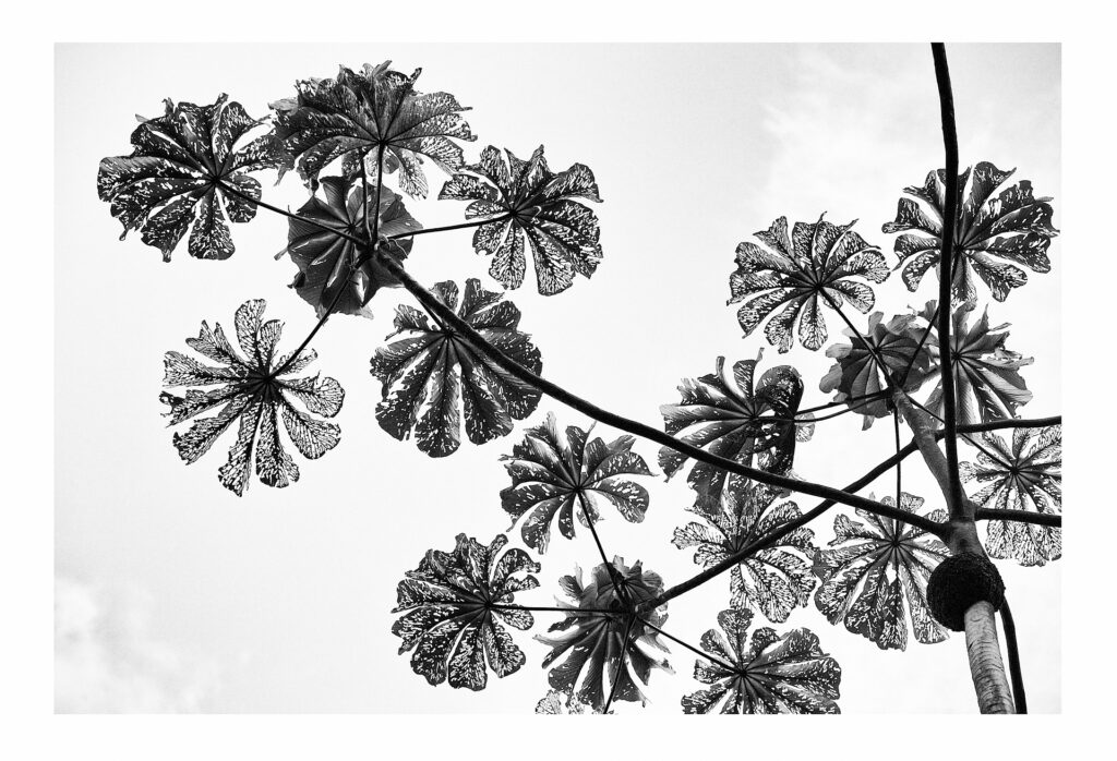 Exposição Foto Synthese Berlim 2018 Mata Atlantica